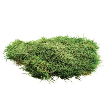 Flat Moss