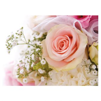 Pink Rose and Gypsophila