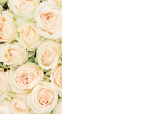 Ivory & Green Roses Classic Plain Card 
