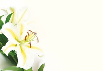 White & Yellow Lily Classic Plain Card 
