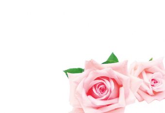 Two Pink Roses Classic Plain Card 
