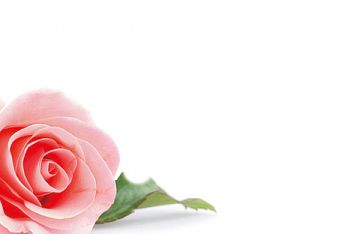 Single Pink Rose Classic Plain Card 