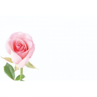 Baby Pink Single Rose