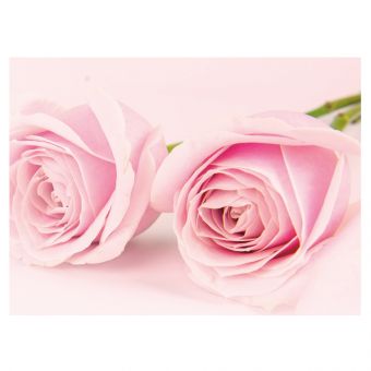 Pink Roses, Pink Background