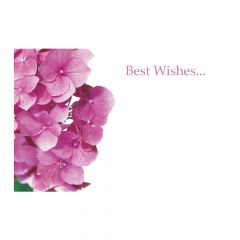 Best Wishes Pink Hydrangeas