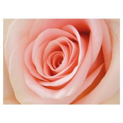 Pink Rose - Folded Plain Card