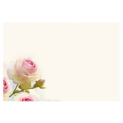 White & Pink Rose on Cream Background