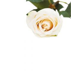 Single Ivory Rose Classic Plain Card 