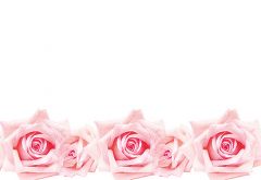 Pink Roses Classic Plain Card 
