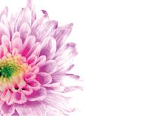 Lilac Chrysanthemum Classic Plain Card 