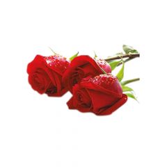 Three Red Roses Classic Plain Card 
