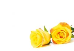 Yellow Roses Classic Plain Card 