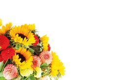 Sunflower & Allium Mixture Classic Plain Card 