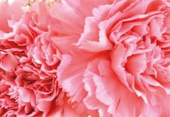 Pink Carnations Folded Plain Card