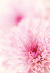 Two Tone Pink Chrysanthemum Folded Plain Card