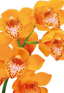 Orange Orchid Folded Plain Card
