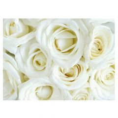 White Roses (Pack of 25)