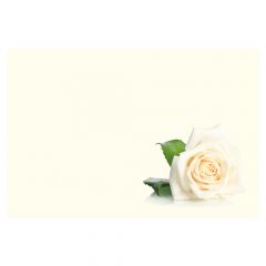 Single White Rose, Cream Background