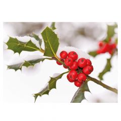 Plain Holly (Pack of 25)