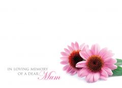In Loving Memory of a Dear Mum - Pink Daisies Large Remembrance Card 