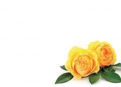 Yellow Peony Large Remembrance Card