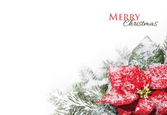 Merry Christmas - Poinsettia Classic Worded Card