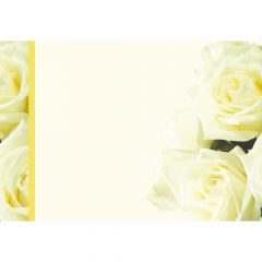 Plain Ivory Roses